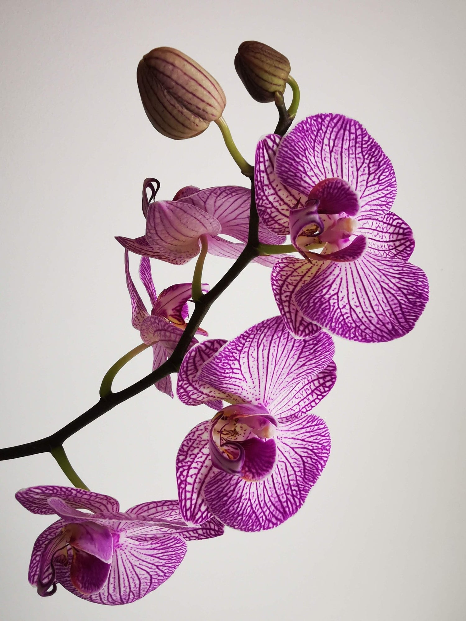 Orchid Collection - Flower Delivery NYC