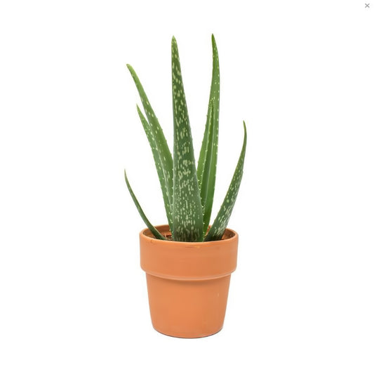 Aloe Vera Plant In Clay Pot - Floral_Arrangement - Flower Delivery NYC