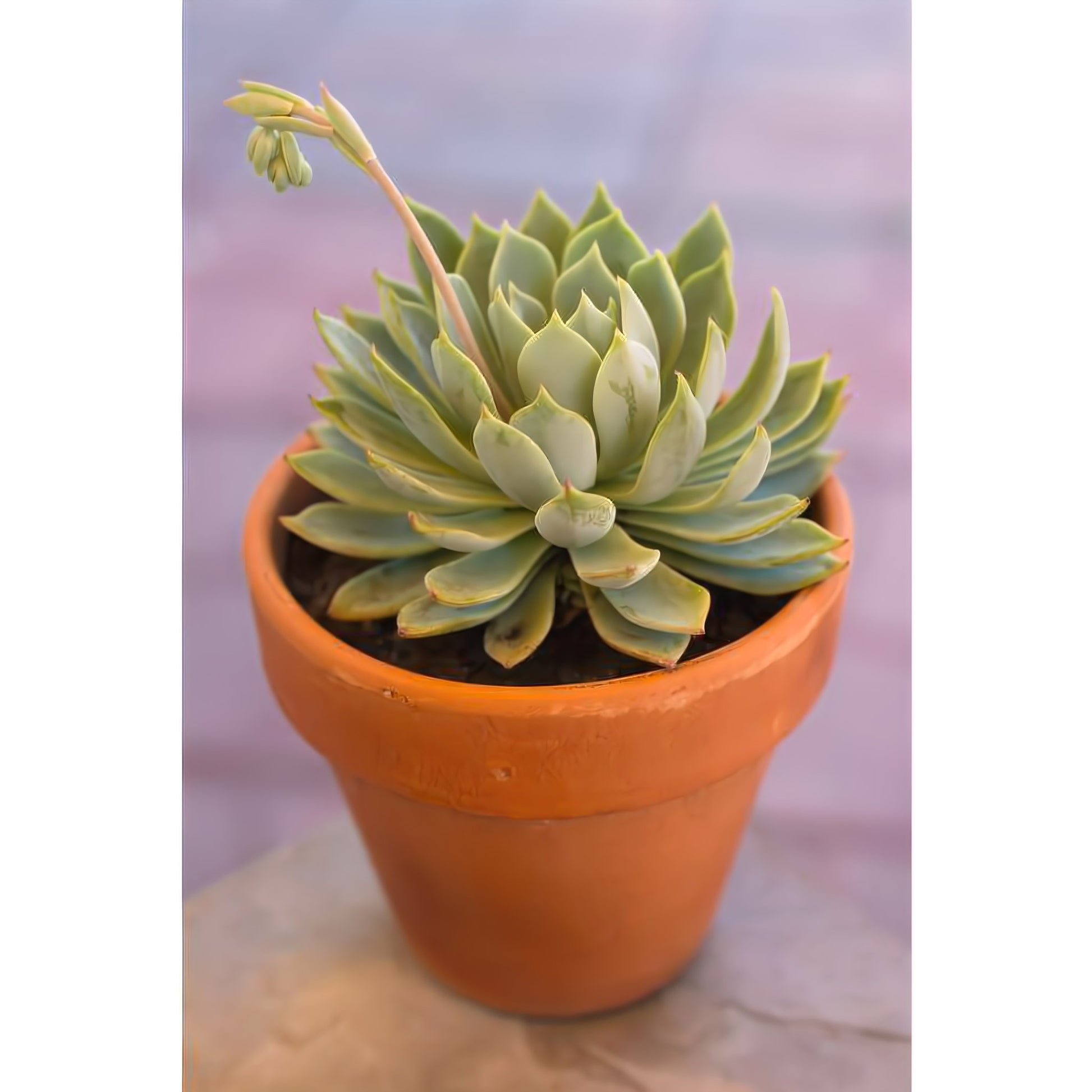 ECHEVERIA SUCCULENT 6" IN CLAY POT - Floral_Arrangement - Flower Delivery NYC