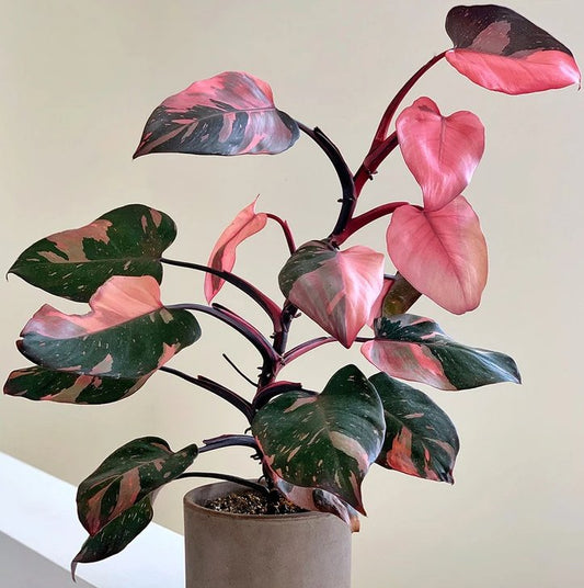 Philodendron "Pink Princess" in 6" Clay Pot - Floral_Arrangement - Flower Delivery NYC
