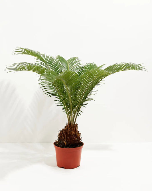 Sago Palm in Clay Pot - Floral_Arrangement - Flower Delivery NYC