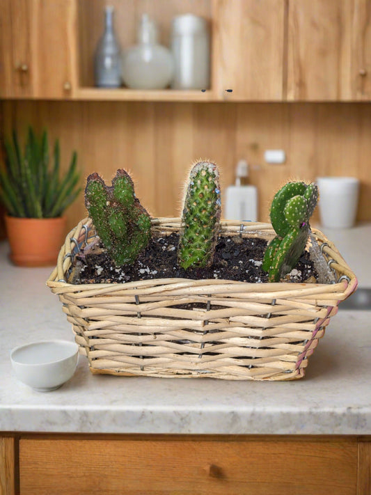 Triple Cactus Mini Basket - Floral_Arrangement - Flower Delivery NYC