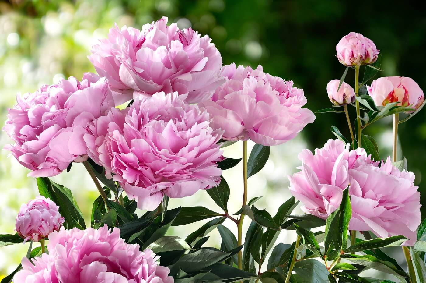 Peony Collection - Flower Delivery NYC
