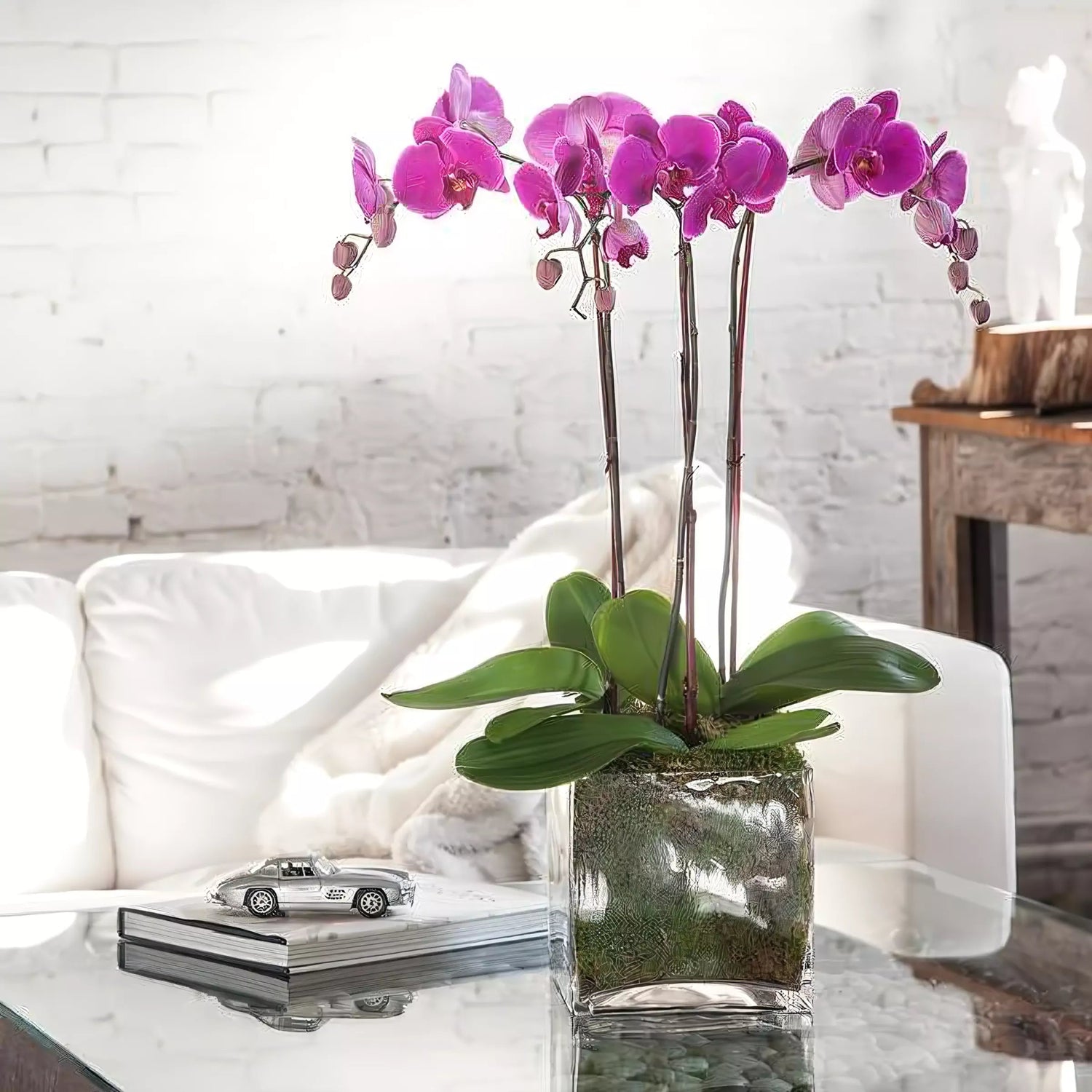 Phalaenopsis Orchid Plants - Flower Delivery NYC