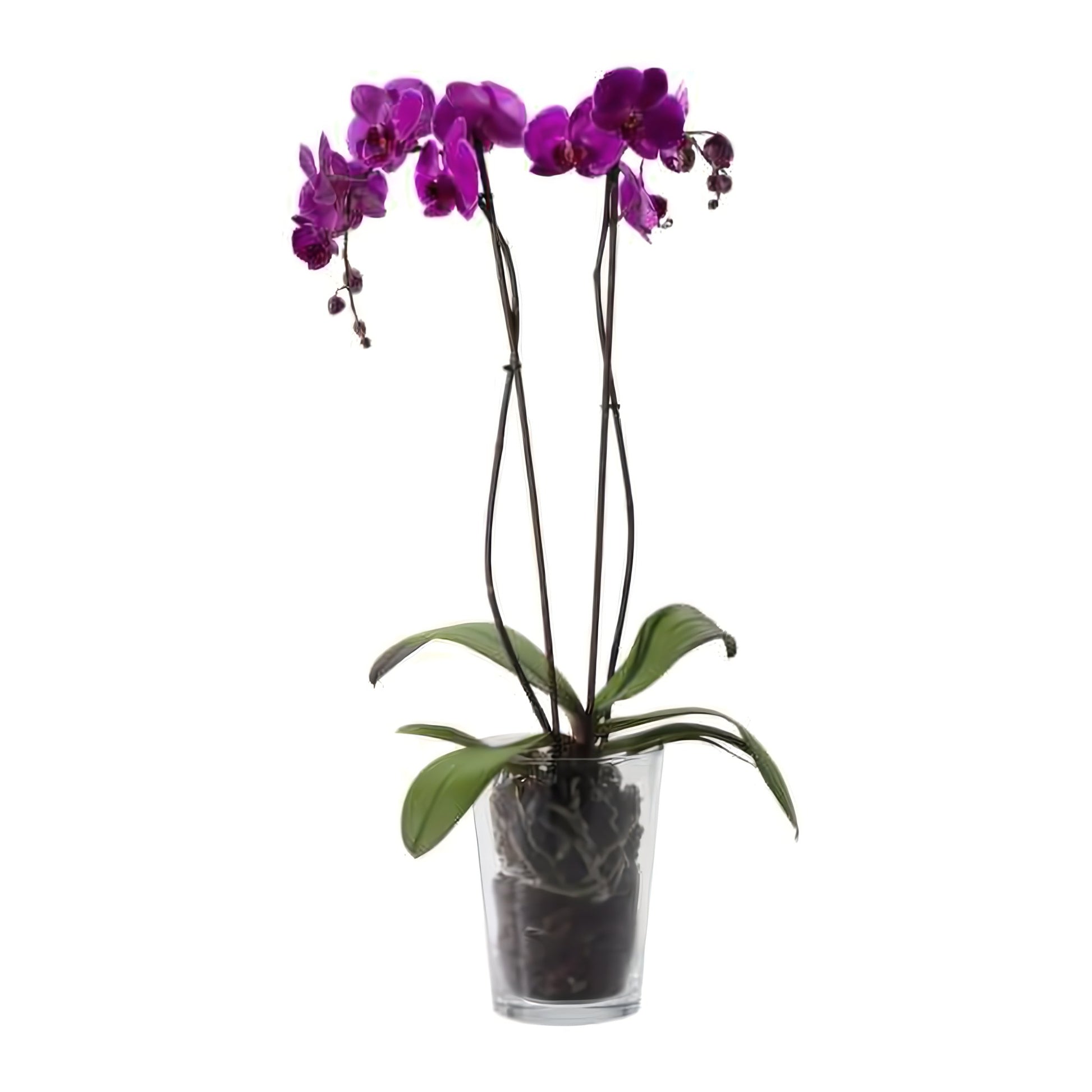 Double Purple Phalaenopsis Orchid - Floral_Arrangement - Flower Delivery NYC