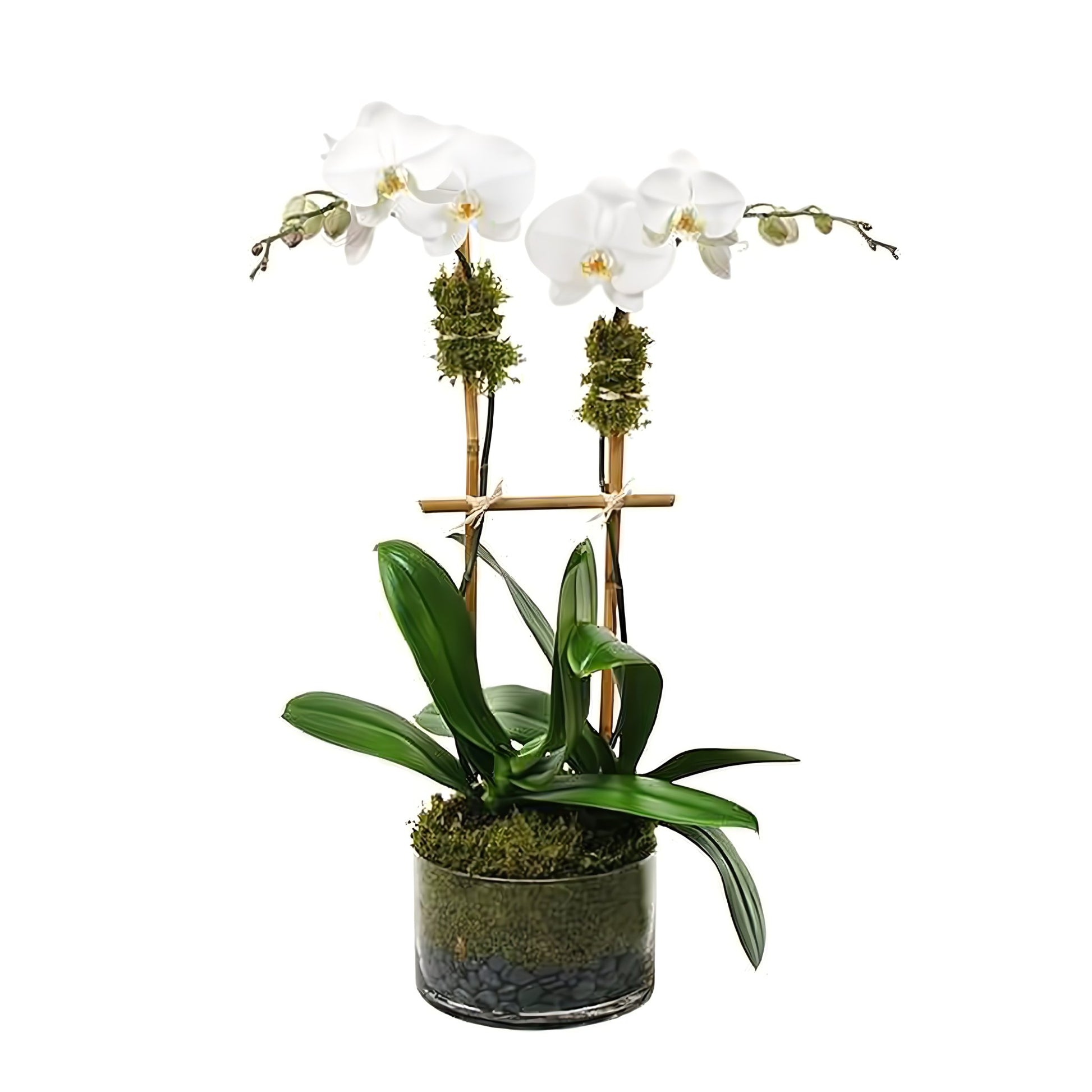Double White Phalaenopsis Orchid - Floral_Arrangement - Flower Delivery NYC