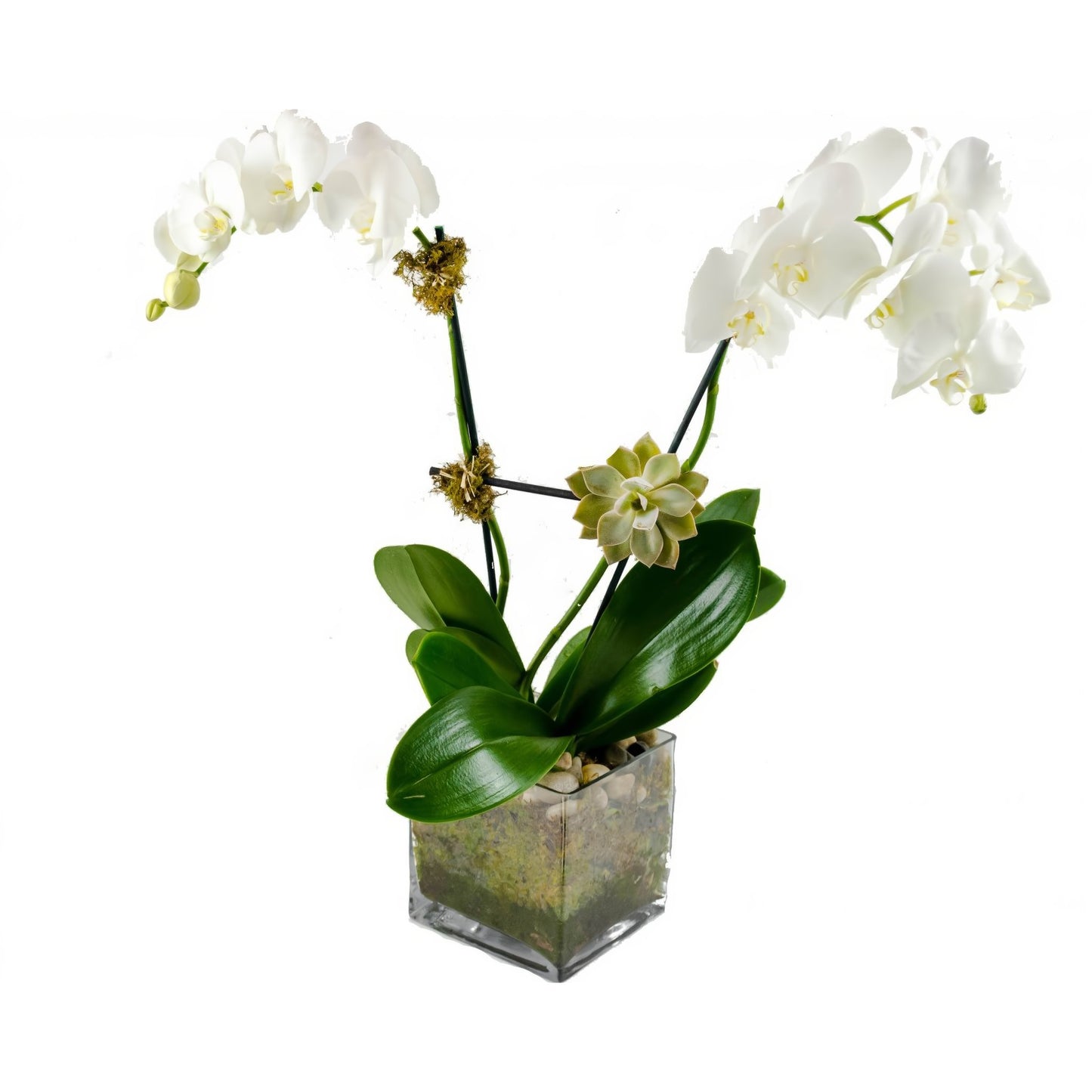 Double White Phalaenopsis Orchid w/ Succulent Plant - Floral_Arrangement - Flower Delivery NYC