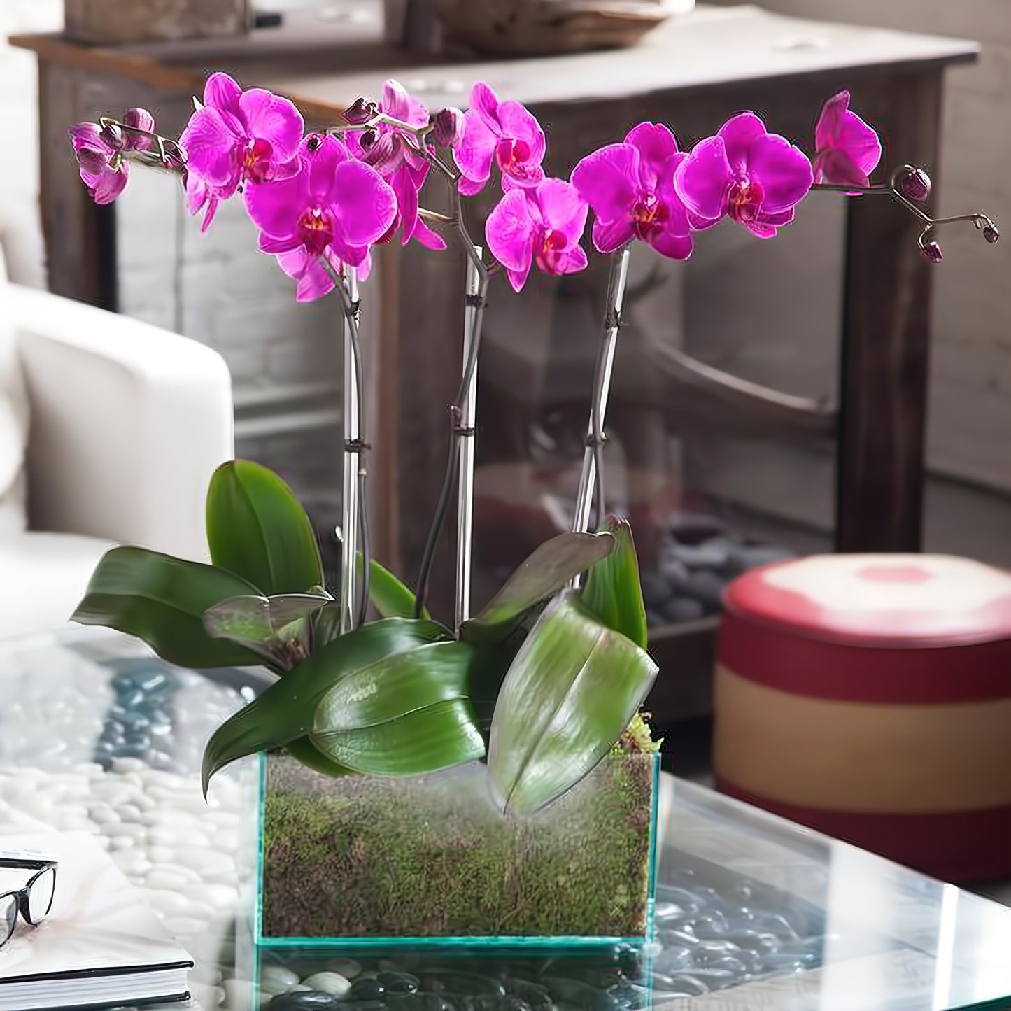 Four Purple Phalaenopsis Orchid - Floral_Arrangement - Flower Delivery NYC