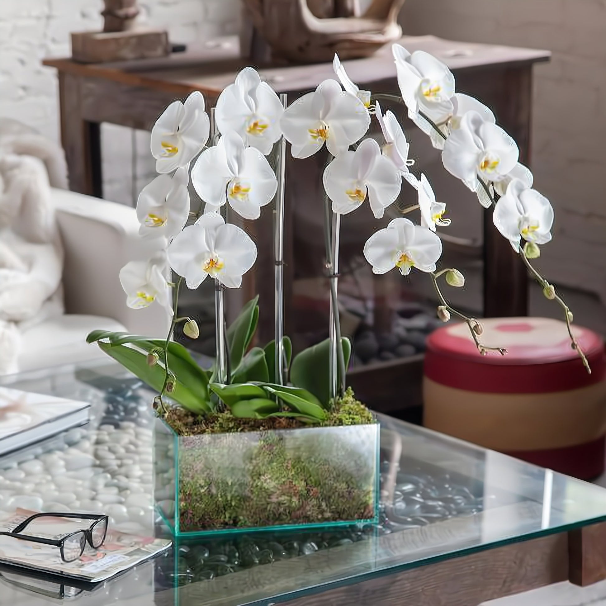Four White Phalaenopsis Orchid - Floral_Arrangement - Flower Delivery NYC