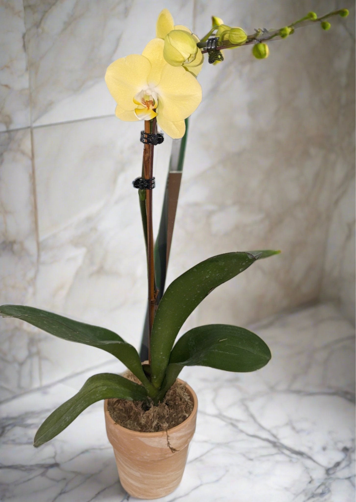 Phalaenopsis Orchids - Floral_Arrangement - Flower Delivery NYC