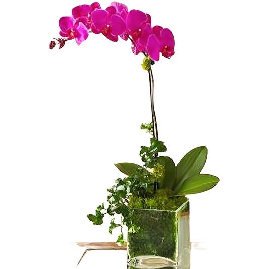 Purple Phalaenopsis Orchid - Floral_Arrangement - Flower Delivery NYC