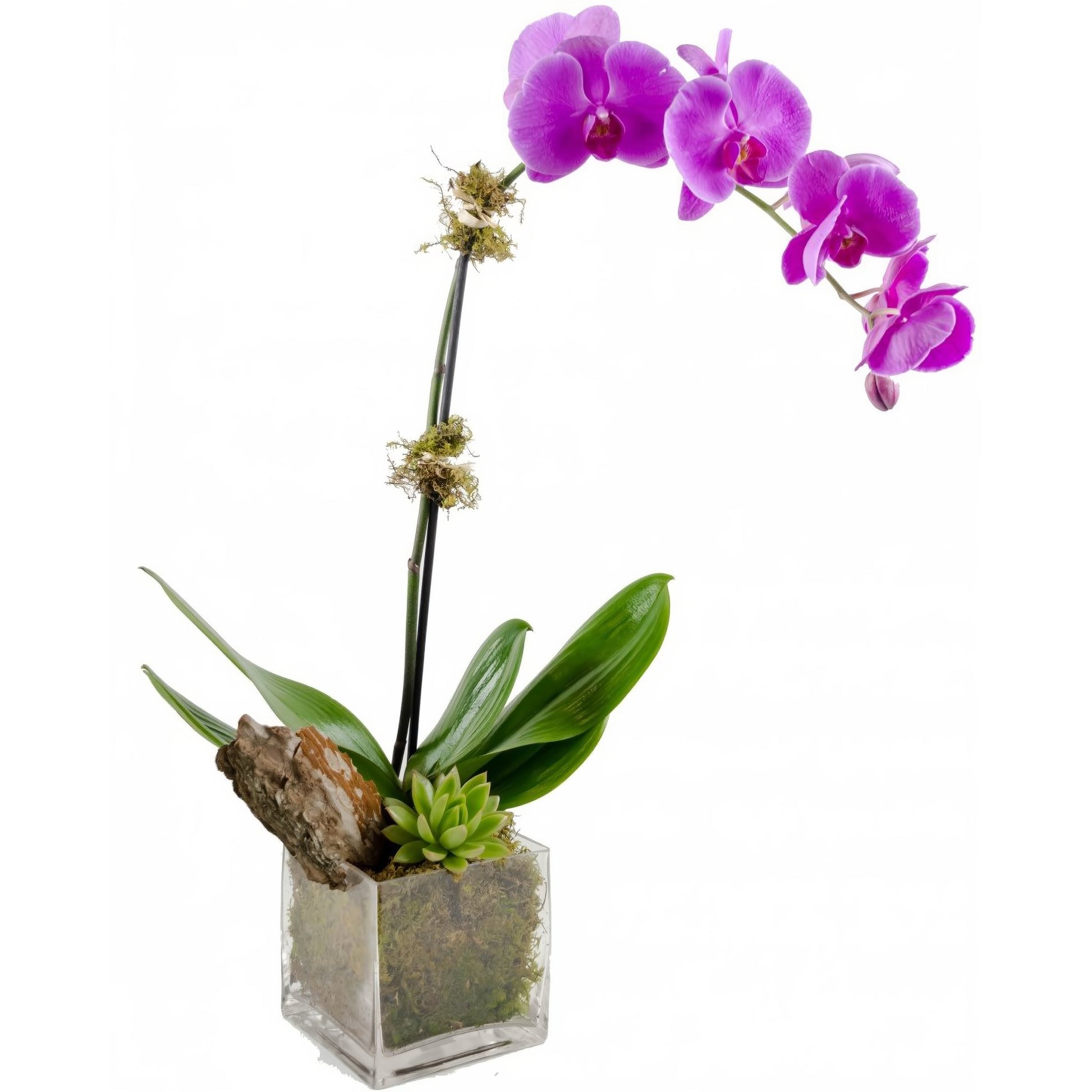 Purple Phalaenopsis Orchid w/ Succulent Plant - Floral_Arrangement - Flower Delivery NYC