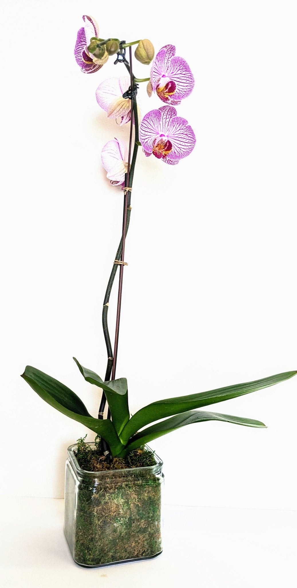Purple Swirl Phalaenopsis Orchid - Floral_Arrangement - Flower Delivery NYC