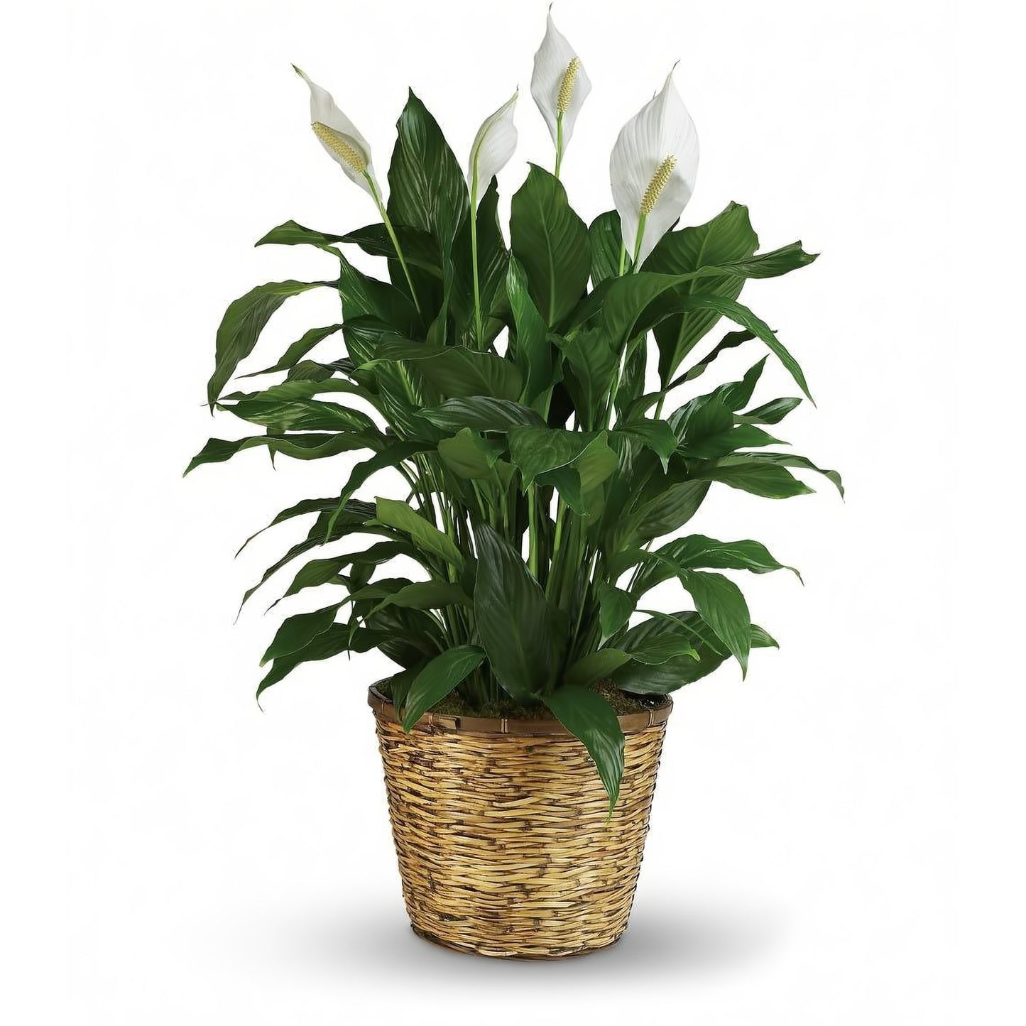 Spathiphyllum Plant Peace Lily - Floral_Arrangement - Flower Delivery NYC