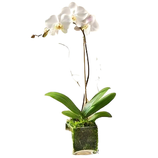 White Phalaenopsis Orchid - Floral_Arrangement - Flower Delivery NYC